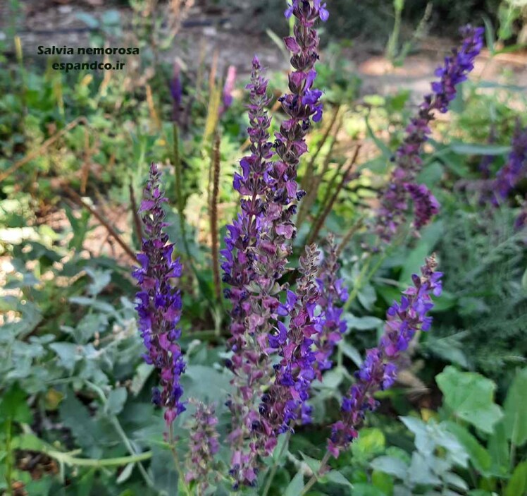 Salvia nemorosa